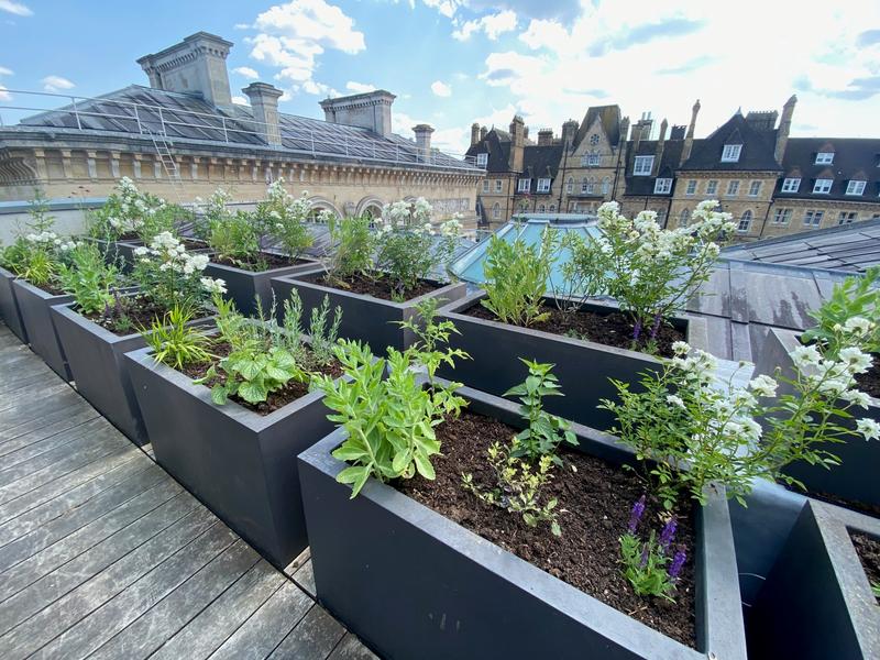 roof garden new planting 3